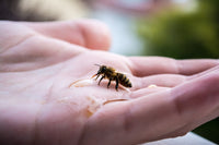 Do Bees Remember Human Faces, or Are They Just Following Clues?