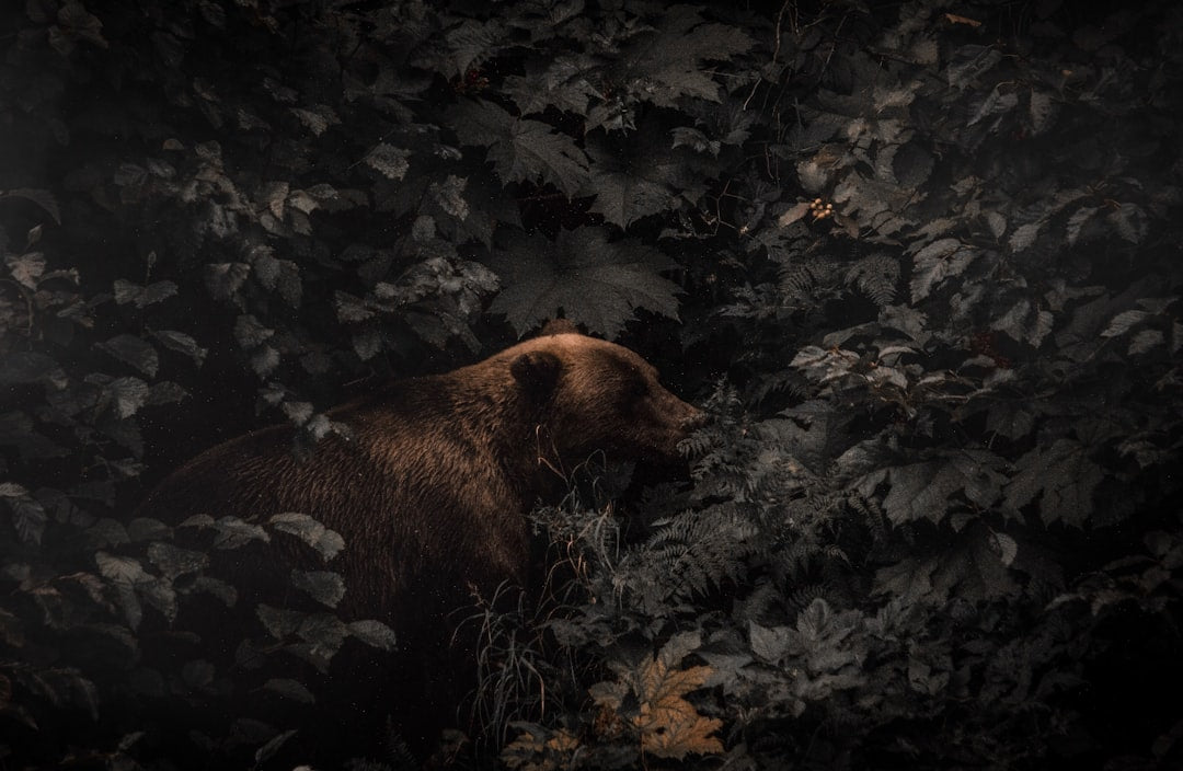 Black bear near a sheltered forest den in autumn leaves