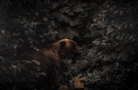 Fall Bear Dens: The Quiet Work Before Winter