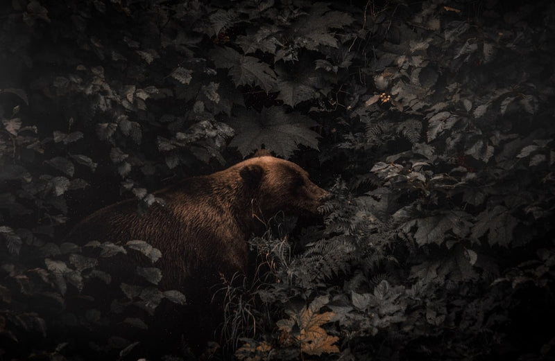 Black bear near a sheltered forest den in autumn leaves