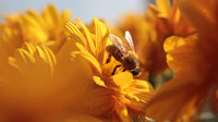 Surviving the August Dearth: Why Bee Colonies Turn Guarded