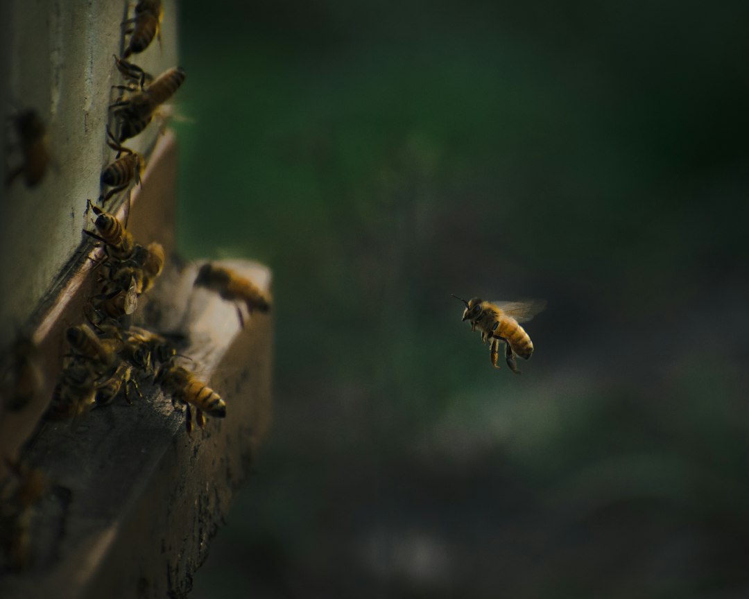 Bees on late fall flowers with dry stems and leaves nearby