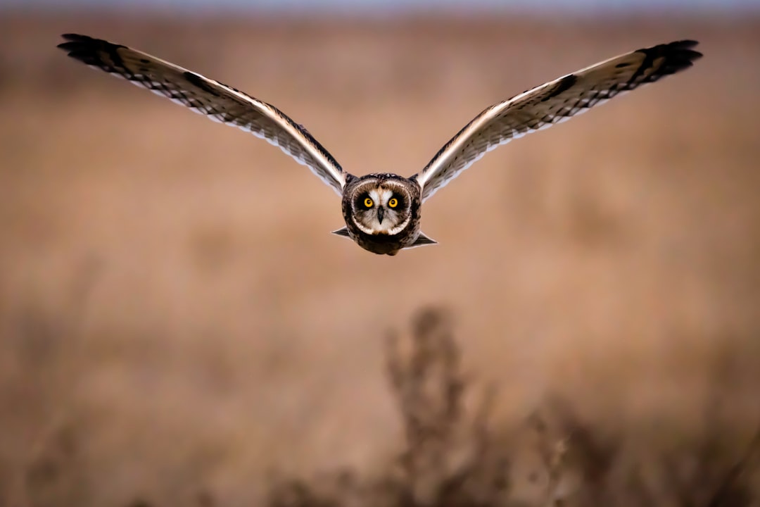 Barn Owl flying over a summer field at dusk near a Fourth of July picnic scene