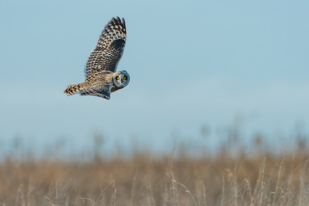 Barn owl perched near a dry summer field at dusk