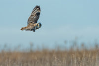 When Owls Move On: Heat, Hunger, and the Search for Better Habitat