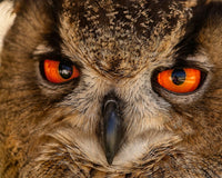 Why Do Owls Blink With Three Eyelids?