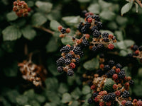 Bears and Berry Season: The Mast Crop That Shapes Winter Survival