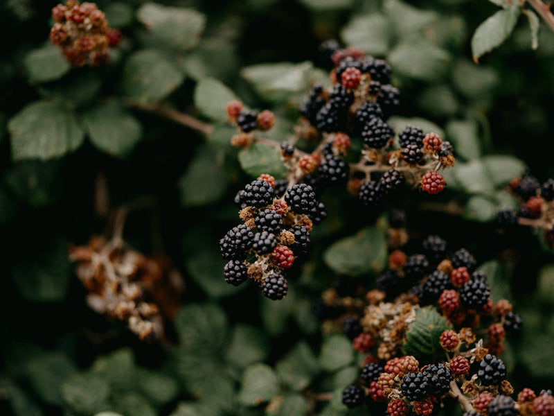 Bears and Berry Season: The Mast Crop That Shapes Winter Survival