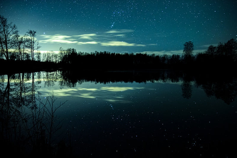 Bat flying low over a quiet pond at dusk to drink from the water