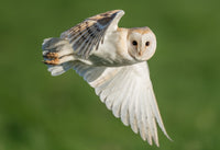 Owl Pellets in Summer: The Backyard Science Activity Kids Actually Remember