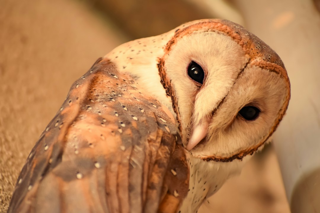 Barn owl facing forward with a heart-shaped facial disc in soft low light