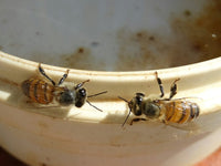 Can Bees Tell Time? The Flower Clock They Learn to Follow