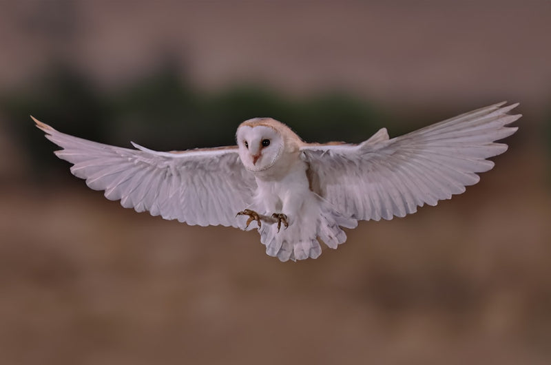 Young owlets perched near a nest while an adult owl watches at dusk