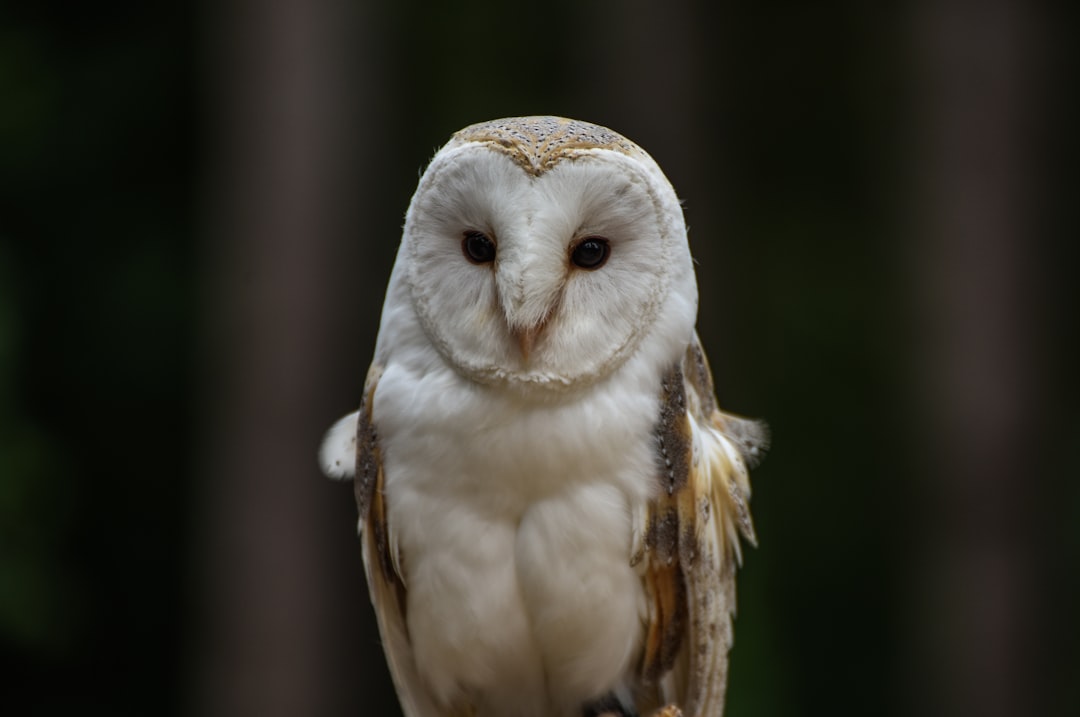 Juvenile Barn Owl perched near a garden at dusk calling for food