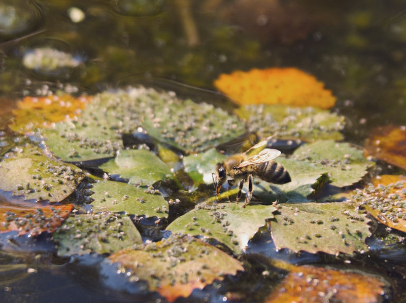 Bee drinking from a shallow water source with small stones for landing
