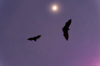 Do Bats Drink Blood? The Summer Thirst Truth