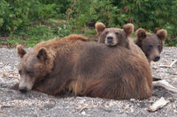 Peak Bear Conflict Month: Bins, Orchards, and Campsites Without the Drama
