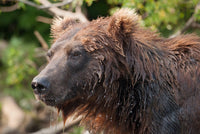 Bears in Extreme Heat: Water, Shade, and Survival Math