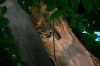 Baby Owls in Spring: What Happens Inside the Nest?