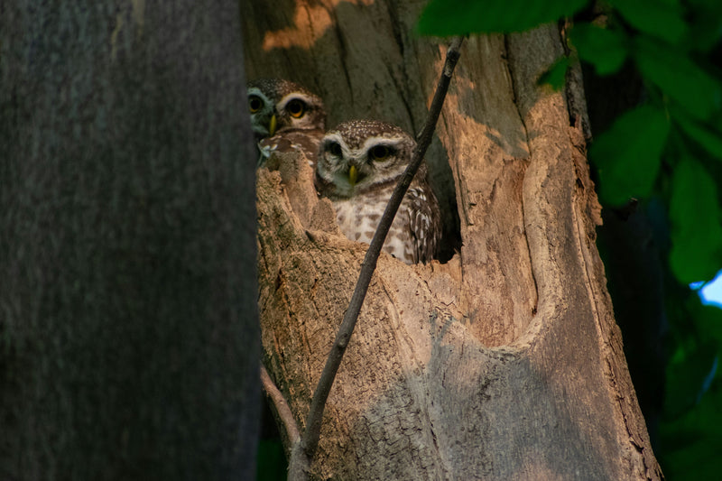 Nest Sites: Owls Don’t Build Nests—They Choose Them