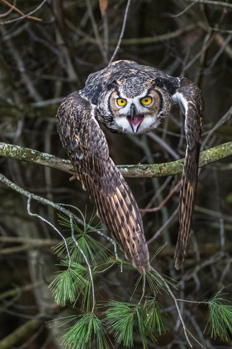 Owls, Fields & Thanksgiving Feasts: How Our Favorite Dishes Touch Owl Habitats