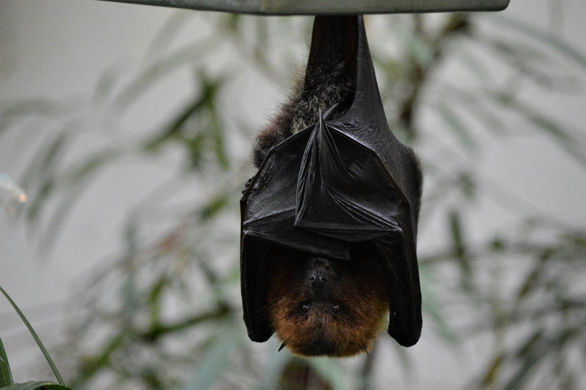 Why Do Bats Hang Upside Down?