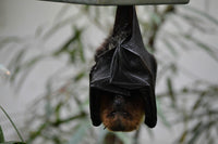 Why Do Bats Hang Upside Down?
