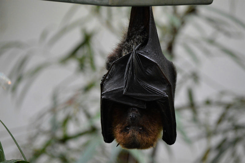 Why Do Bats Hang Upside Down?