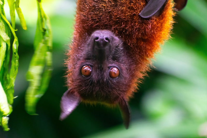 When bats and owls become part of someone else’s plan: that's functional symbiosis