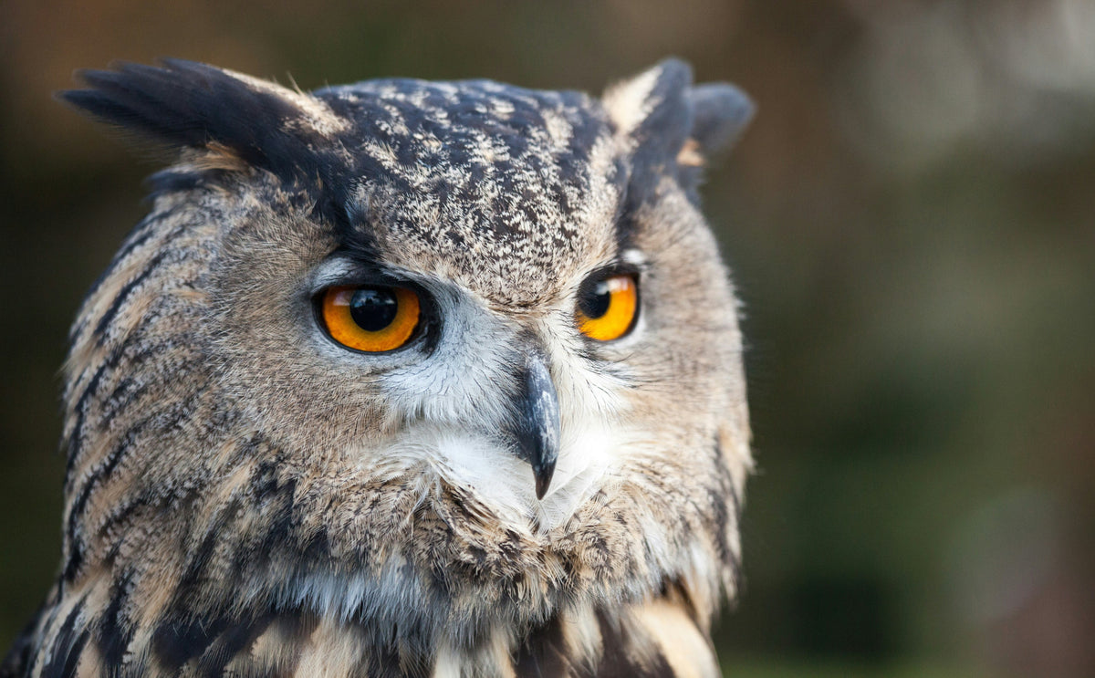 Owls and “Beak Hygiene”