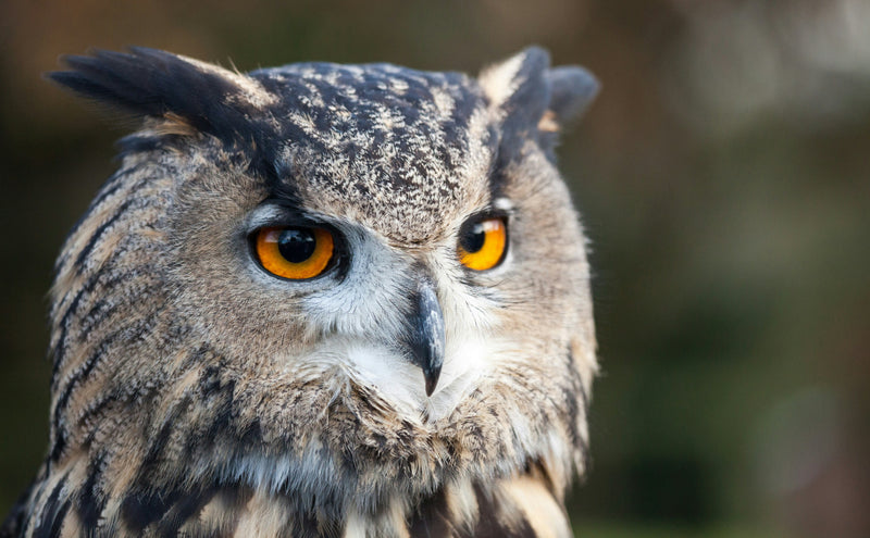 Owls and “Beak Hygiene”