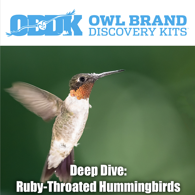 Deep Dive: Ruby-throated Hummingbirds