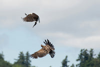 Owls vs. Eagles: Who Is the Apex of the Apex?