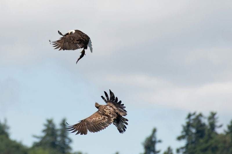 Owls vs. Eagles: Who Is the Apex of the Apex?