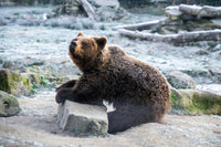 Masters of Delayed Implantation: The Weird Biology of Bear Pregnancy