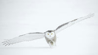 What Happens to Snowy Owls in Spring?