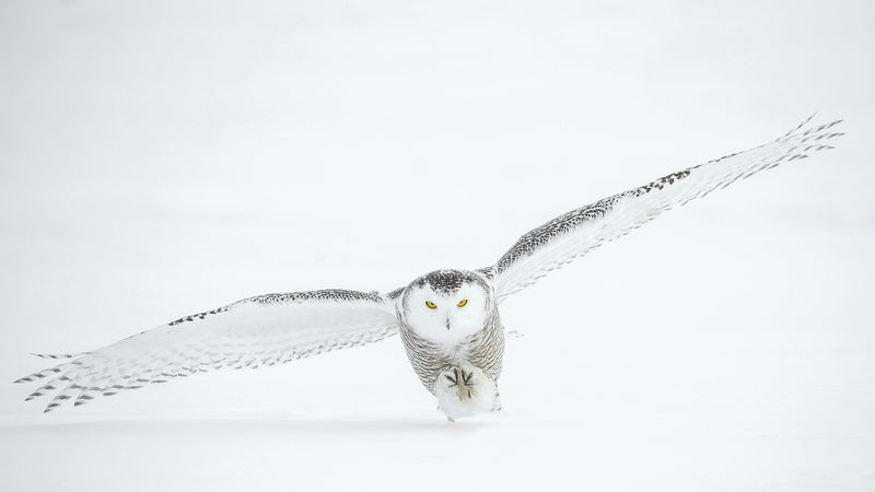 What Happens to Snowy Owls in Spring?