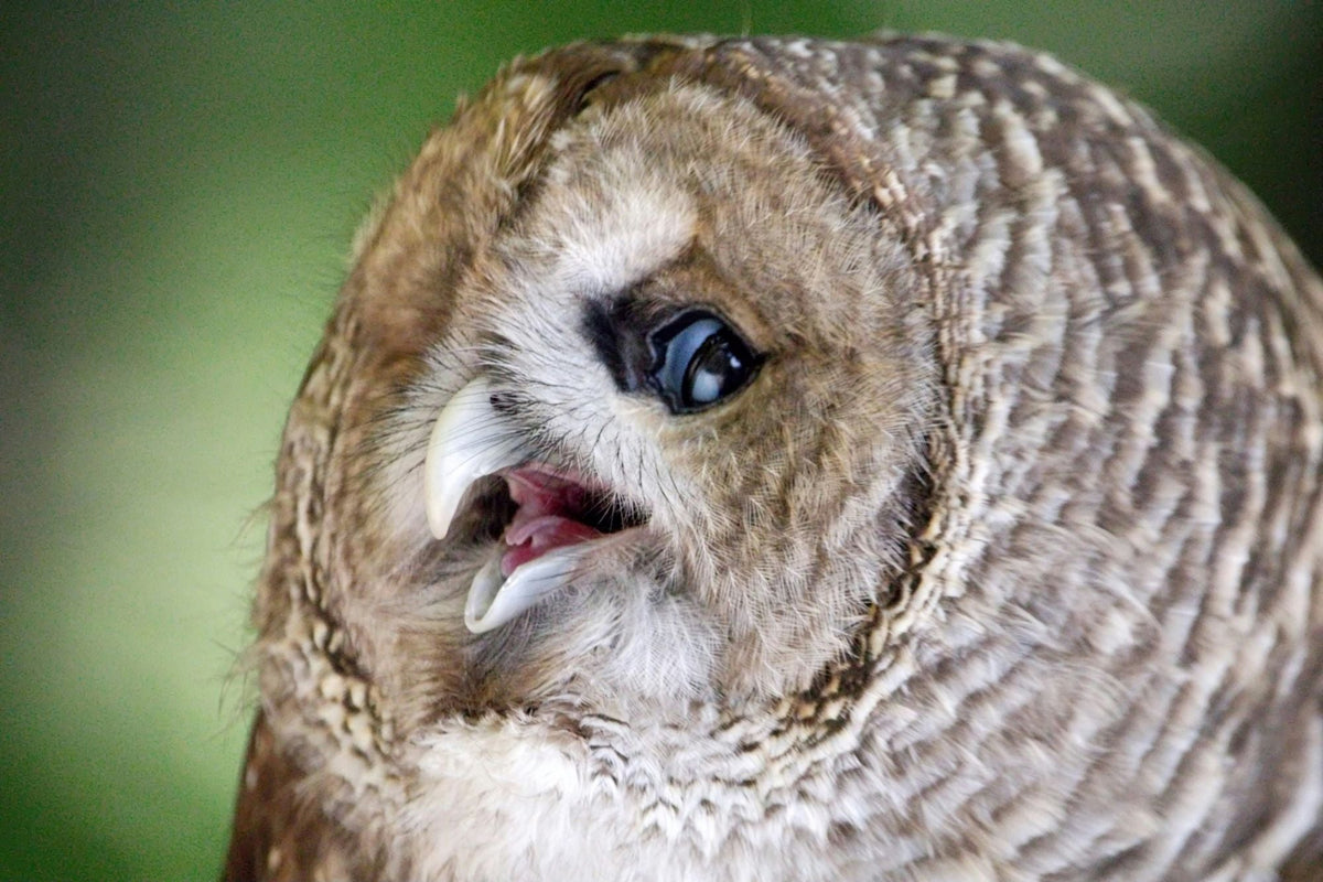 Close-up of an owl with its beak open against a soft green background