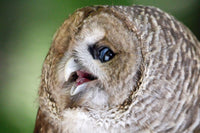 Why Do Owls Yawn? What That Wide-Open Beak Might Really Mean