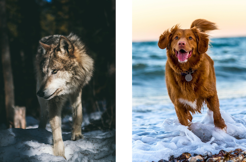 What’s the difference between your dog and a wolf?