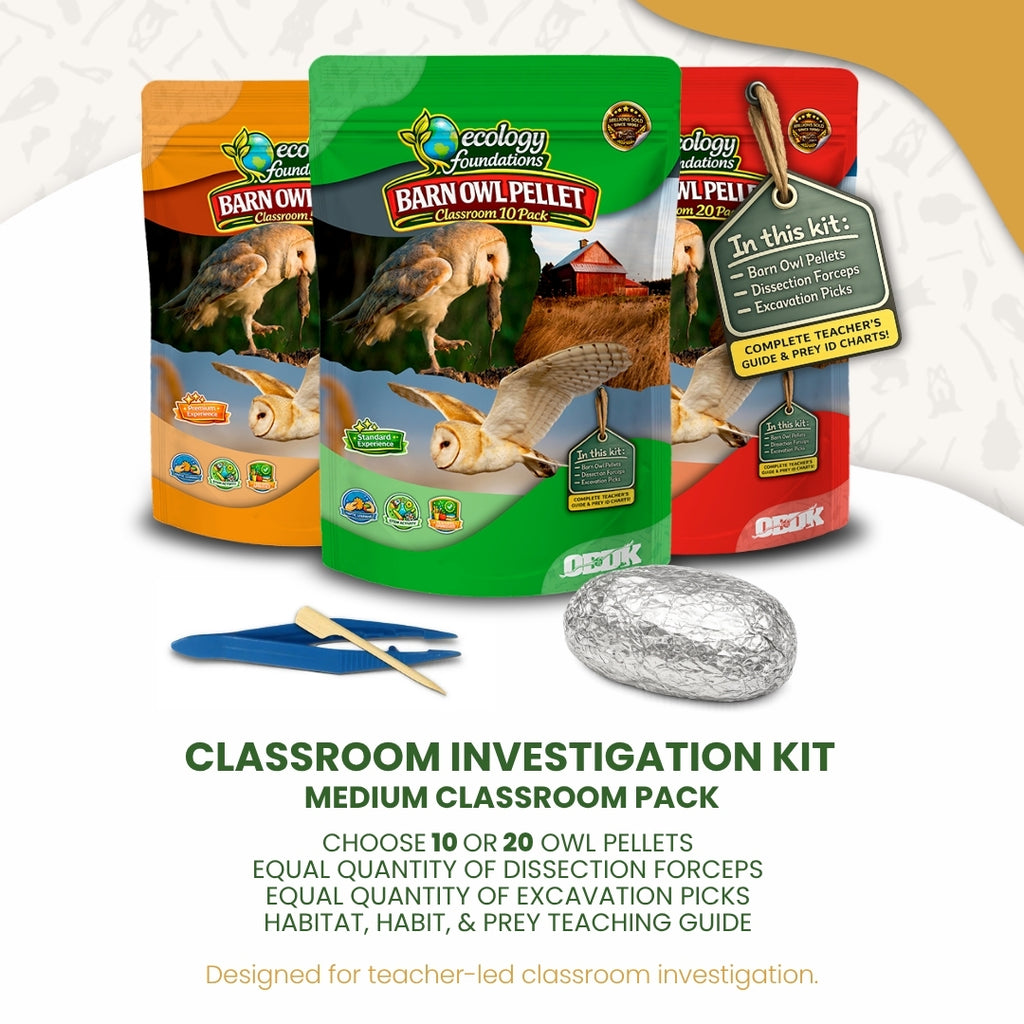Ecology Foundations Classroom Essentials for Teaching 10 Students