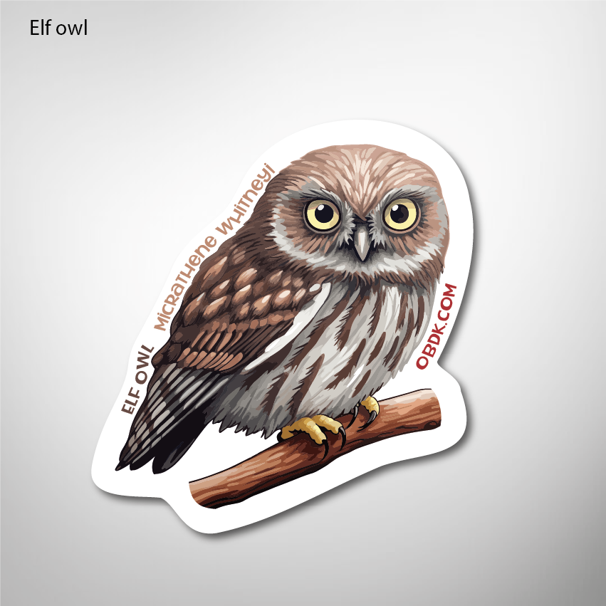 Elf Owl 2"x2.16" Vinyl Sticker