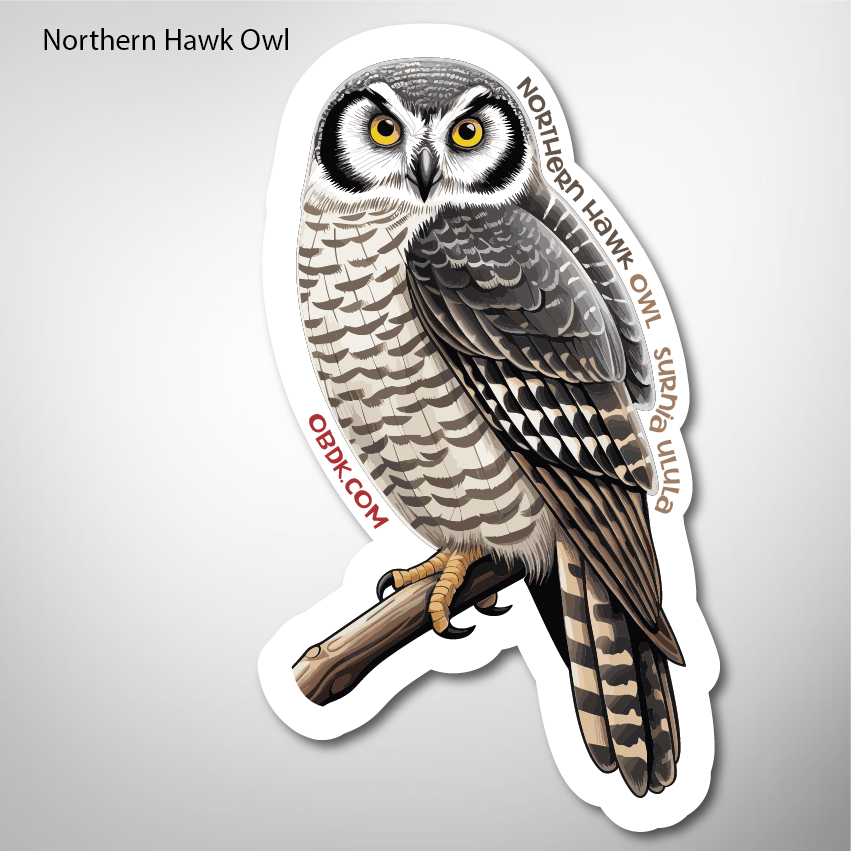 Northern Hawk Owl 1.74"x3" Vinyl Sticker