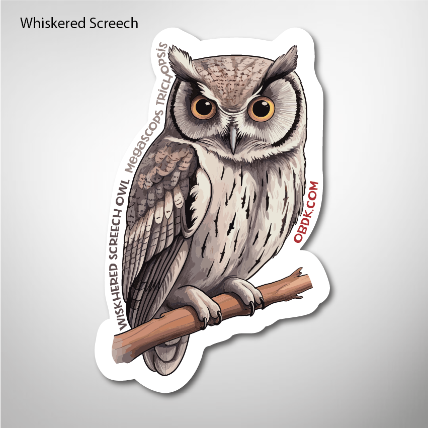 Whiskered Screech Owl 1.95"x3" Vinyl Sticker