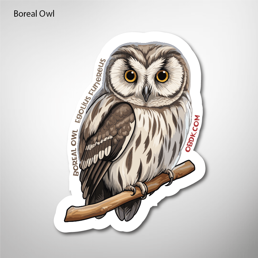 Boreal Owl 2"x2.63 Vinyl Sticker