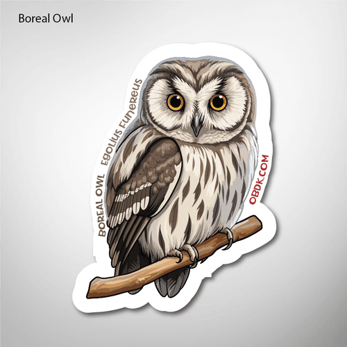 Boreal Owl 2"x2.63 Vinyl Sticker