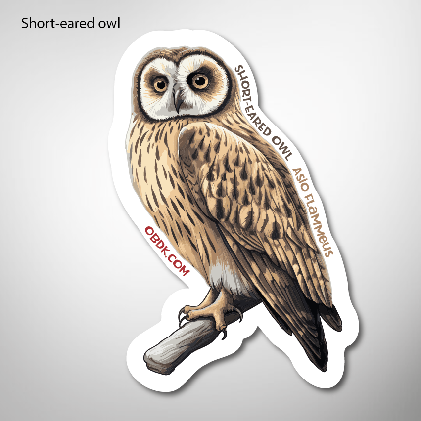 Short-eared Owl 2"x2.87" Vinyl Sticker