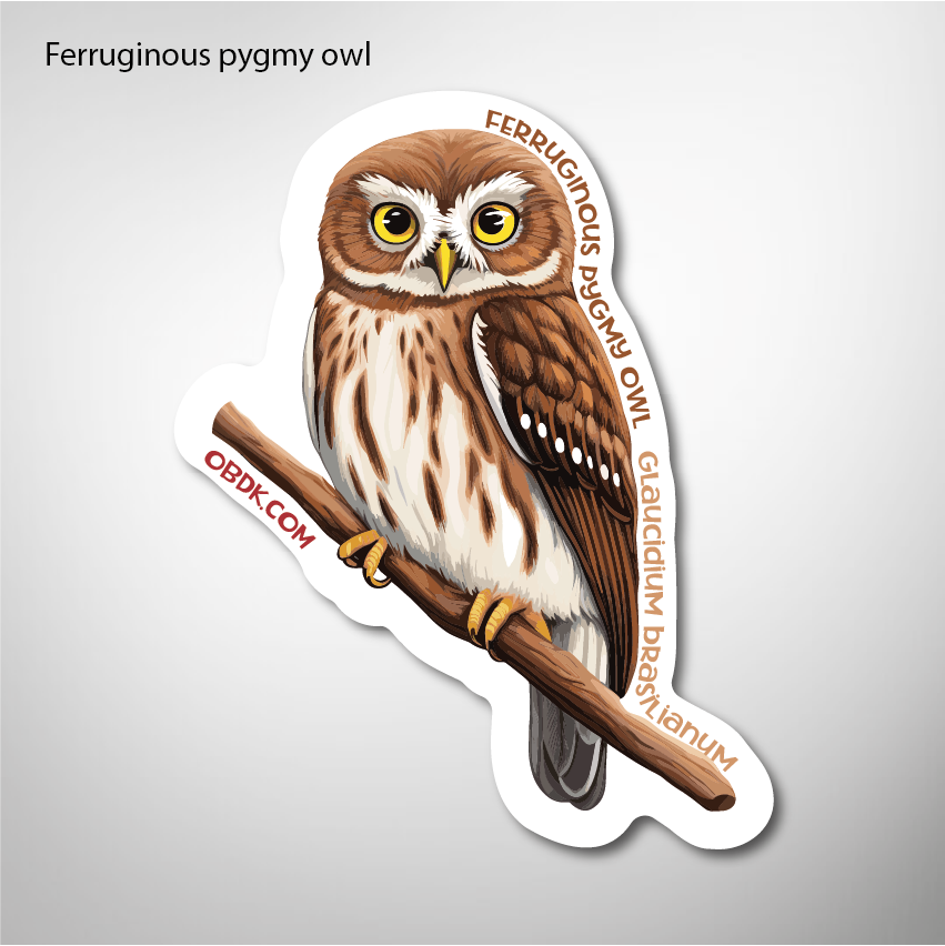 Ferruginous Pygmy Owl 2"x2.51" Vinyl Sticker