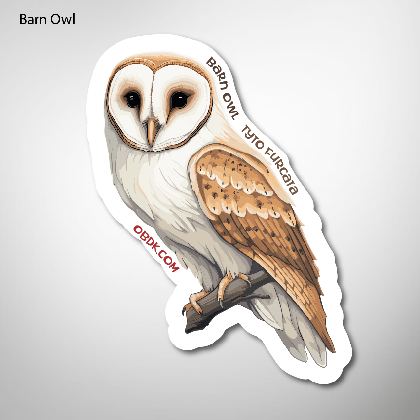 Owls of North America Barn Owl Sticker