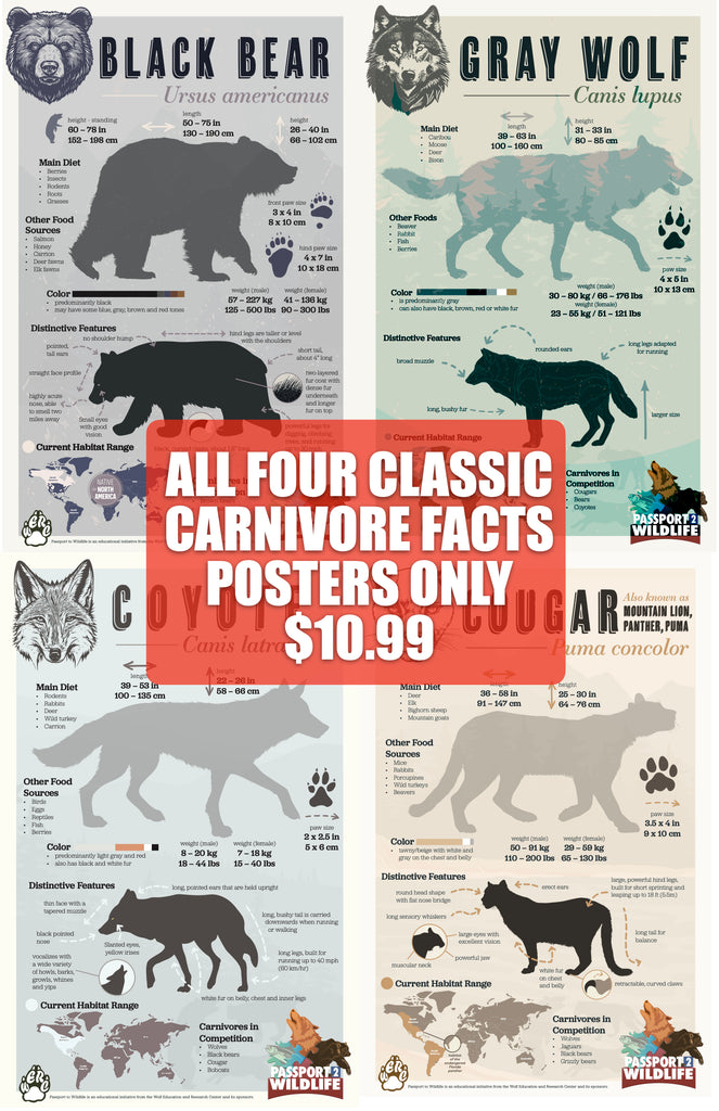 Close out on Classic Carnivore Facts Poster Set of 4